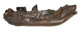 Partial Didelphodon Jaw - Cretaceous Marsupial Mammal #54911-1